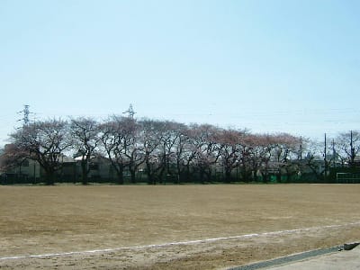 当時は気づかなかった体育館の横にも桜の木