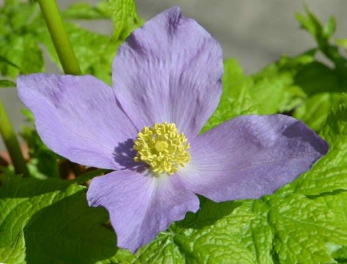 シラネアオイの花 Koba の庭 春夏秋冬