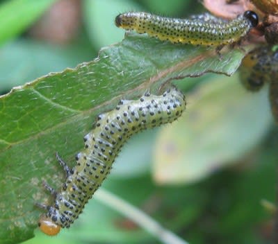 ３ ５虫 ふにょの巣穴