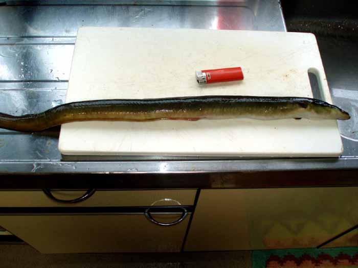 カゴ】カゴビク 口径14.5cm×高18cm【ウナギ ドジョウ カニ エビ カゴ】カゴビク 口径14.5cm×高18cm【ウナギ ドジョウ カニ エビ