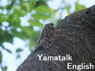 いろいろな虫の英語 東京オンライン英語教室のyamatalk English でジョリーフォニックスも習えます