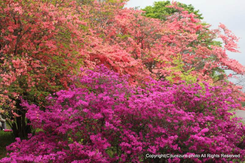 ヤマツツジとトウゴクミツバツツジ 徒然なる写真日記