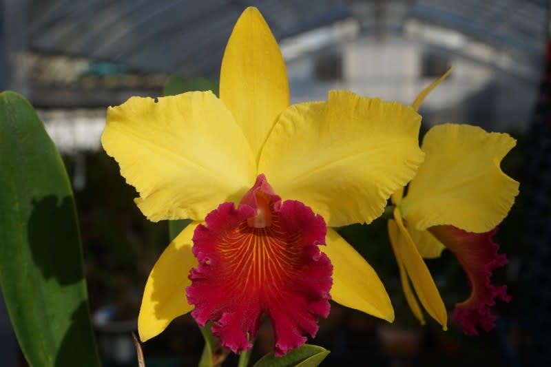 Rlc Alma Kee Tipmalee カトログ カトレヤ交配種のブログ Hybrid Cattleya S Blog Database