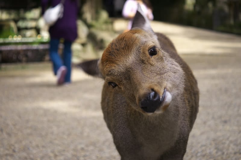 奈良公園の鹿たち 気まぐれ 花 旅日記