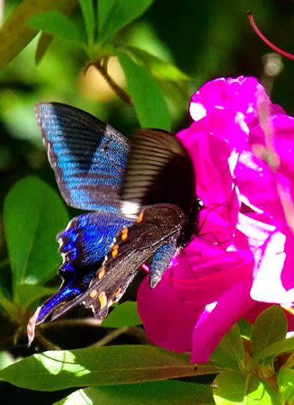 蝶の好きな色 5月の青い蝶々たち 教室 自然いろいろブログ