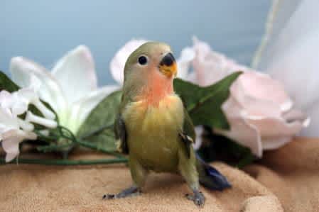 コザクラインコ 豊富な種類の小鳥販売 ペットショップ鳥 多賀城市 松島町 宮城県 ペットショップ鈴花 コザクラインコ 豊富な種類の小鳥販売 ペットショップ鳥 多賀城市 松島町 宮城県 ペットショップ鈴花