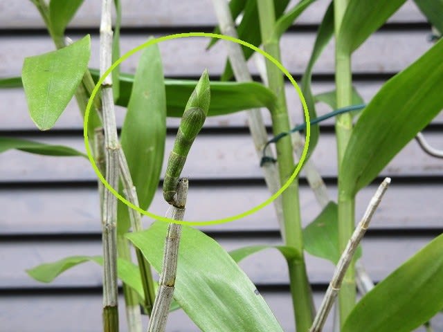 原種デンドロ モスカタムの花芽 Den Moschatum 蘭すきです 開花記録 暮らしノート