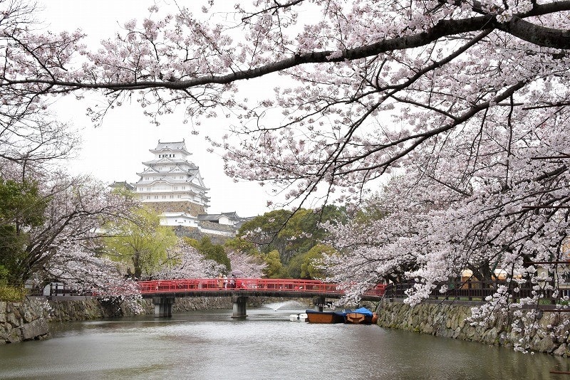 姫路城の 桜 が見頃 曇のち雨 17 04 06 なごみの花屋さん