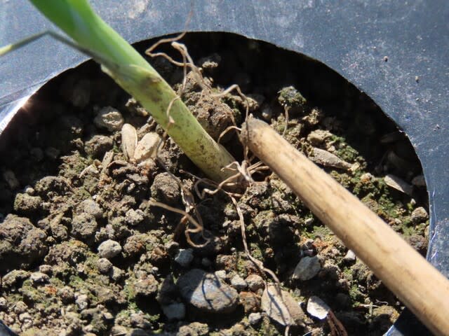 タマネギ苗の植付け