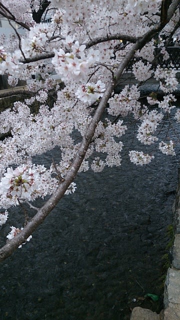 高瀬川の桜 散る桜 残る桜も散る桜 勁草丸 デゲロ28 でスローな人生の楽しい航海へ