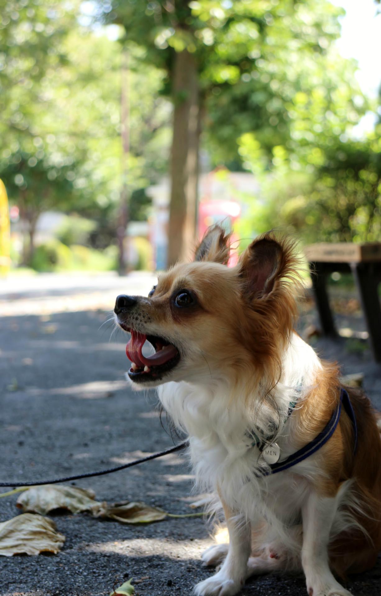 人のあくびは 犬にもうつる カジュアル アミーガ 本ブログの動画 写真及び文章の無断転載と使用を禁じます