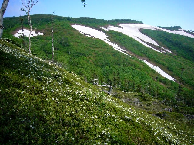 きつい登りの後稜線に出た。あの雪渓を越えて進む予定