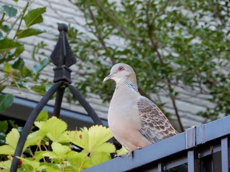 山 鳩 きままに 風便り 山 鳩 きままに 風便り
