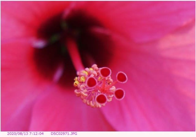 ハイビスカス 花の構造 都内散歩 散歩と写真
