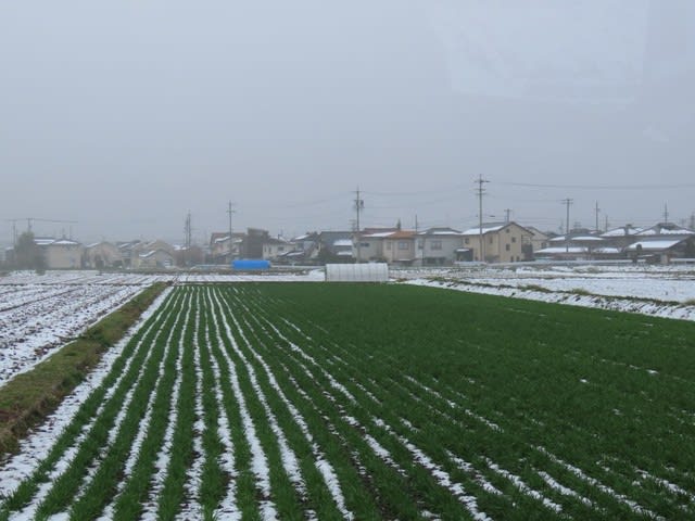 麦畑の雪