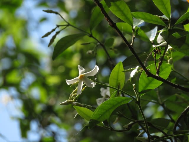 ウツギにテイカカズラ お約束の花たち サプライズ 宇治川weekly散歩0523 後編 なつみかんの木々を見上げて
