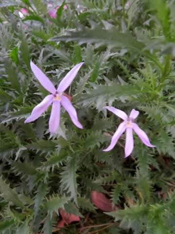 19年11月のブログ記事一覧 Toshibouの花便り