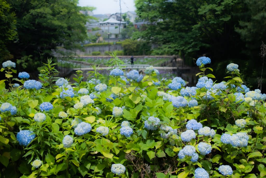 FUJIFILM X100V