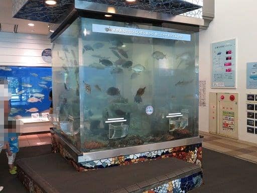 福井海浜自然センター 1 若狭の魚たち お気楽忍者のブログ 弐の巻