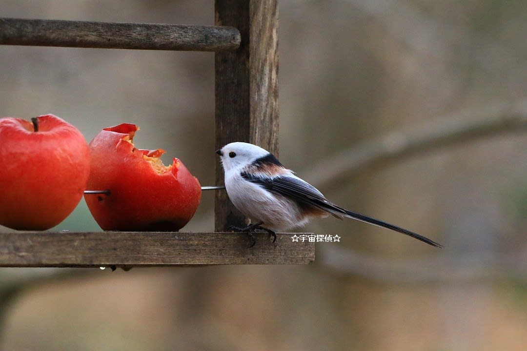 シマエナガ リンゴ食べる 宇宙探偵