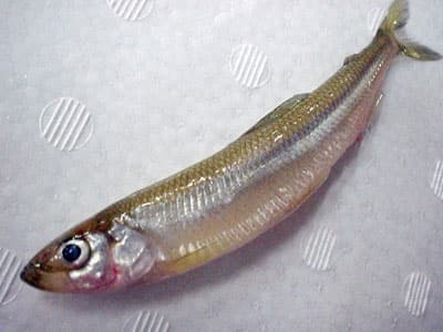 シンコ イカナゴ 白魚など 小さな魚 のブログ記事一覧 世の中のうまい話