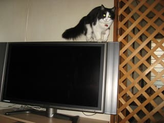 ノンタン テレビが好き りこりこプン ノンタン テレビが好き りこりこプン
