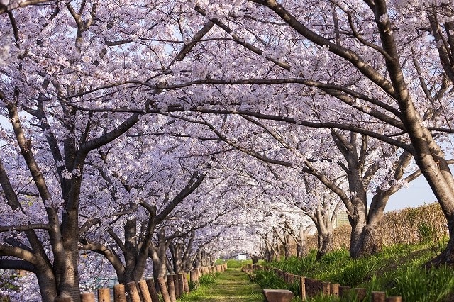 桜見頃 壁紙 日々駄文