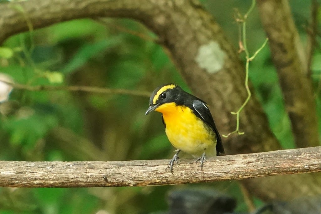 鳥さん こんにちは