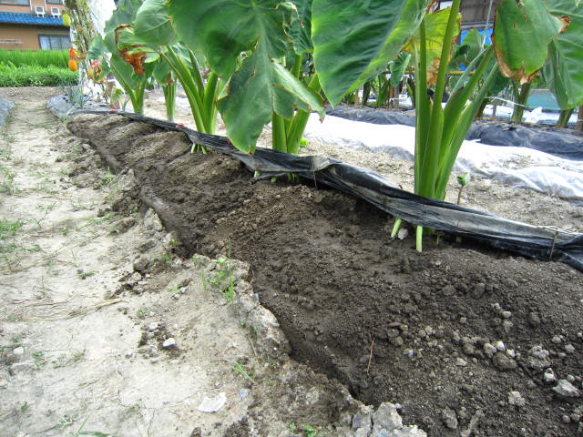 サトイモの2回目の追肥 土寄せ 大好き 野菜の時間