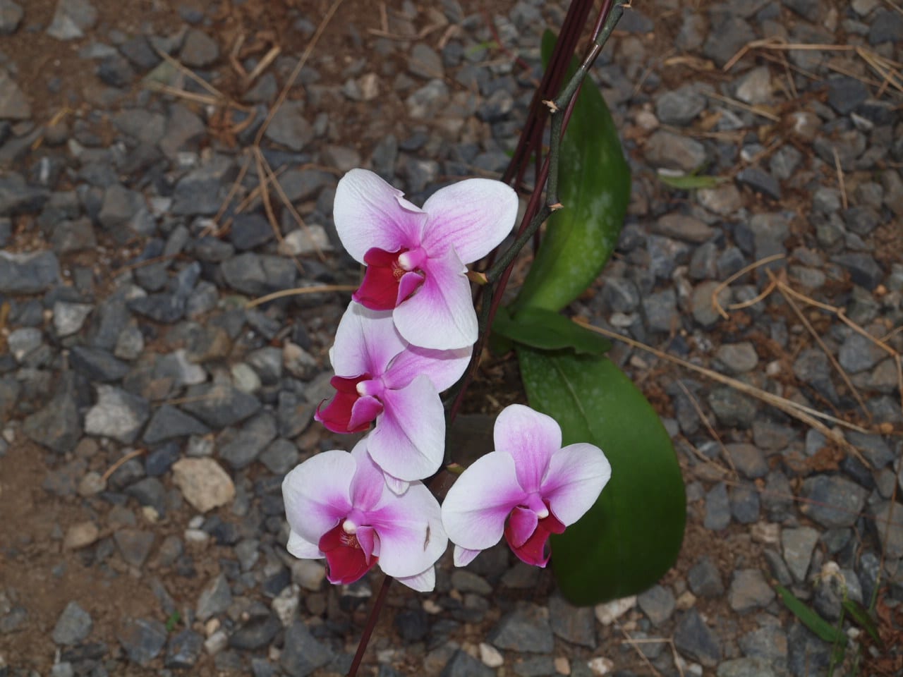 贈答用胡蝶蘭の植え替え 見切り品を復活させる ポピーと薄荷とブルーエルフィンのブログ