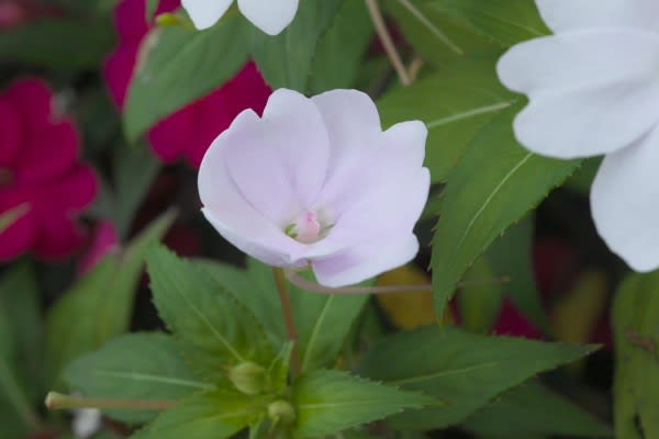 ニューギニア インパチェンスは花だけでなく蕾も葉っぱも美しい Aiグッチ のつぶやき