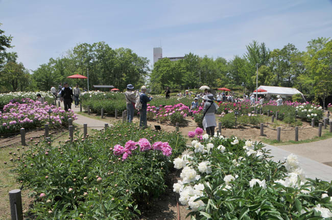 花 １３ 大阪府八尾市久宝寺緑地 シャクヤク 13年5月12日撮影 Yuyu Tantan Blog 悠々 坦々 ブログ