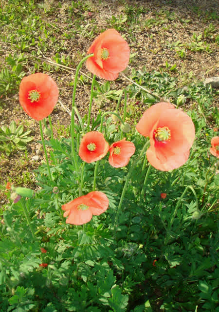 ひなげし 雛芥子 日々好日