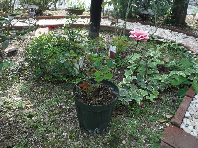 ミニバラの地植え テツの時々日記