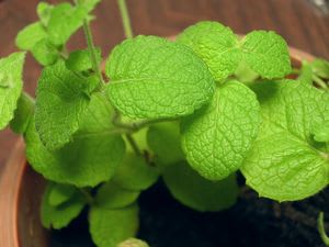 mint0032.jpg: アップルミントの元気な葉