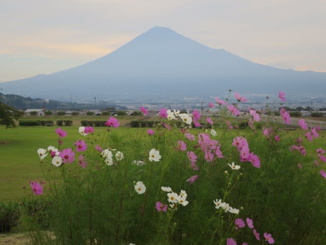 コスモスと彼岸花と富士山歓迎のかりがね堤 東奔西歩の 出路迦芽 写真館