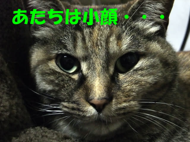イメージ 4