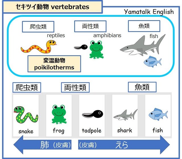 変温動物の爬虫類 両生類 魚類の呼吸のしかたの違い 東京オンライン英語教室のyamatalk English でジョリーフォニックスも習えます