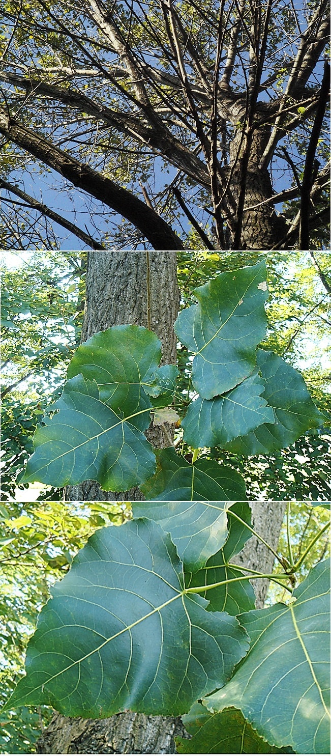 セイヨハコヤナギ ポプラ とカロリナハコヤナギ 樹形と葉 里山コスモスブログ