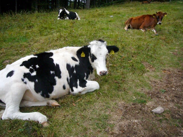夏は牧場のゲレンデでのんびりの乳牛