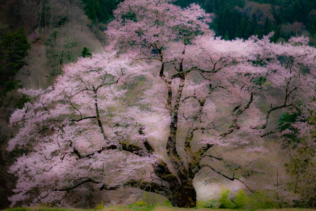 駒つなぎの桜の写真