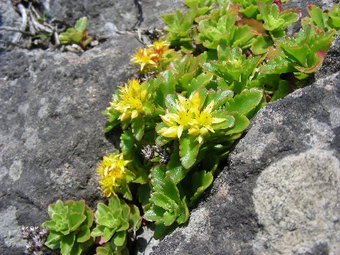 キリンソウ 麒麟草 花散歩