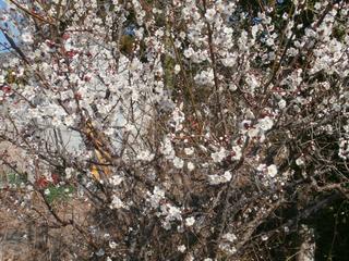志摩市大王町波切桜がきれい不動産の事は三重県志摩市家安マァート 不動産の事は三重県志摩市家安マァート志摩市大王町波切桜がきれい