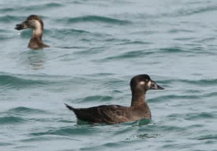 アラナミキンクロのメスの識別について 鳥キチ日記