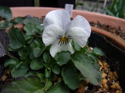 種まきビオラ 13年2月下旬 草花好きのひとりごと 種まきビオラ 13年2月下旬 草花好きのひとりごと