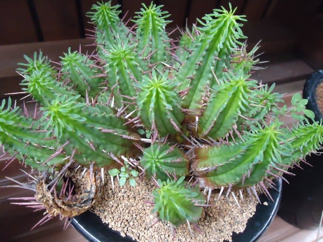 ユーフォルビア・フェロックス - 植物 主に観葉植物 日記