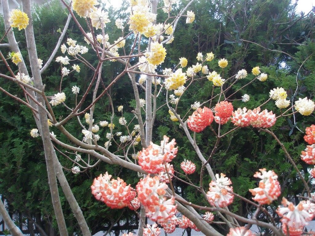 春に咲く花々 2 ハチの巣のようなミツマタの花 江戸川教育文化センター