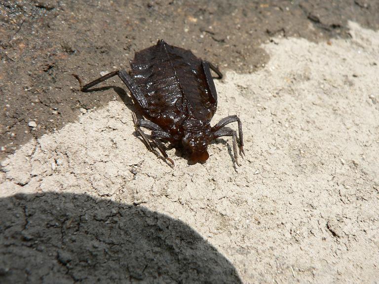 昆虫と生き物たちのブログ