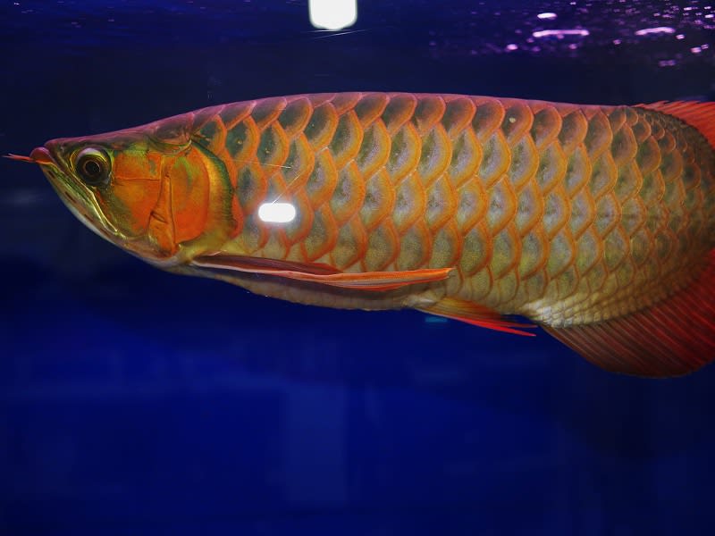 アジアアロワナ のブログ記事一覧 大型魚飼育 In 神秘の国インドネシア
