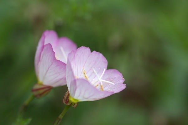 エノテラ 桃色が美しい雑草のように咲く月見草の仲間は7月7日の誕生花 Aiグッチ のつぶやき